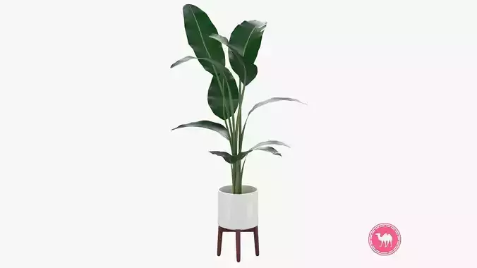 Aspidistra Elatior Plant