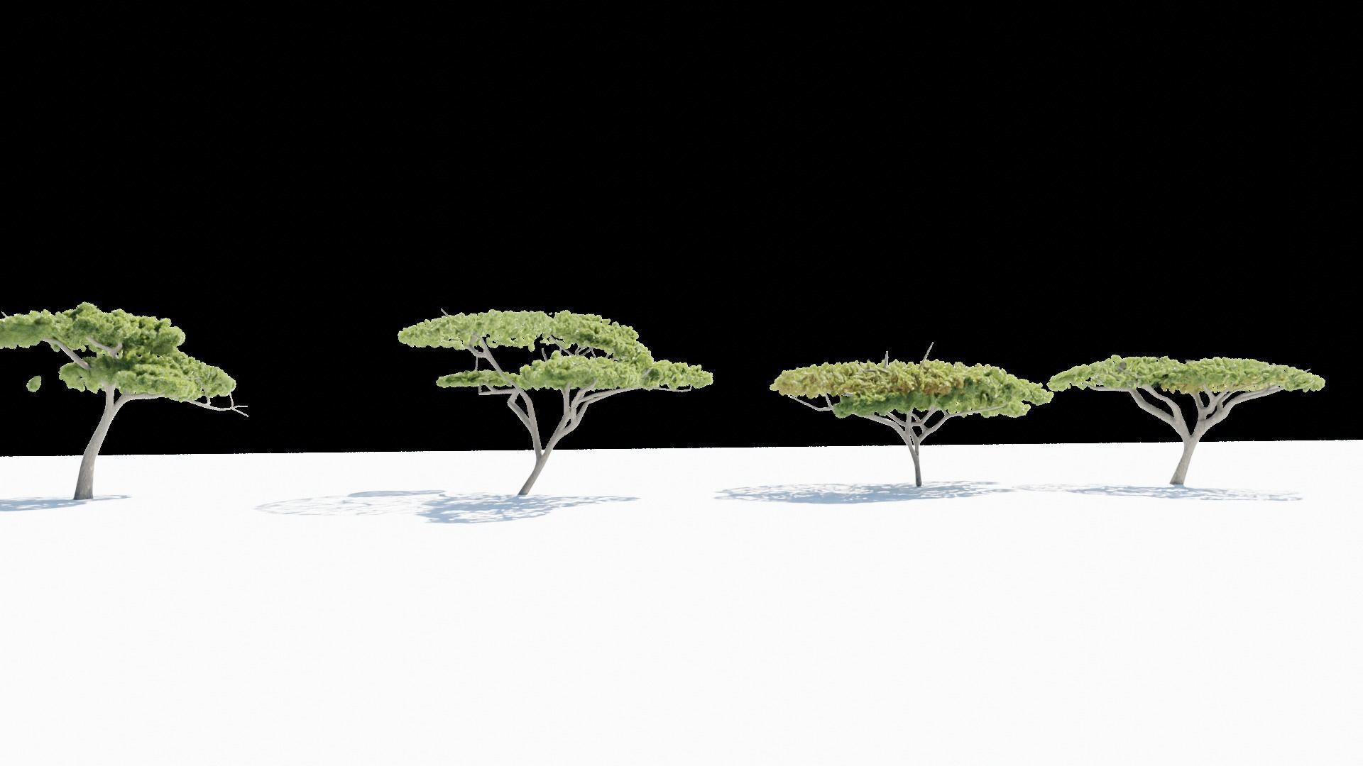 Acacia tree Low-poly 3D model_1