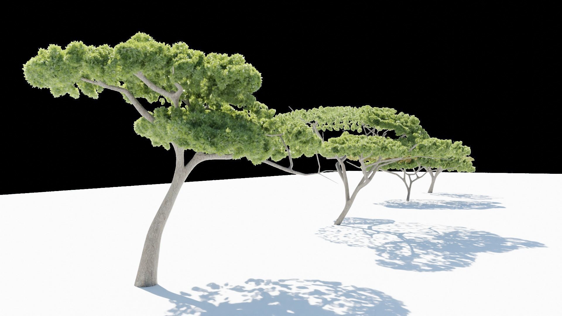 Acacia tree Low-poly 3D model_2