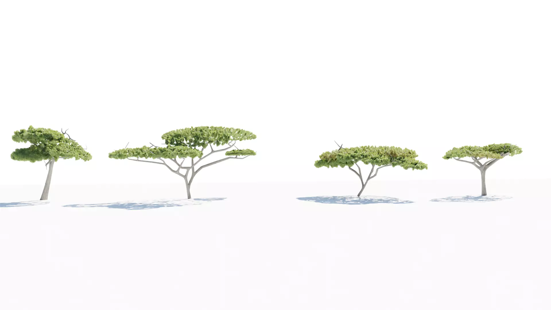 Acacia tree Low-poly 3D model_0