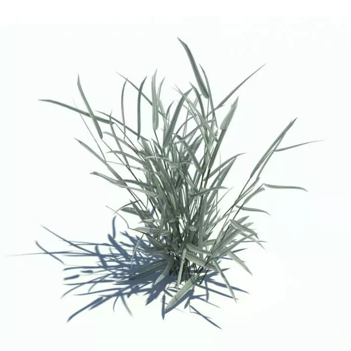Sage Clump Of Tall Grass 3D model_0