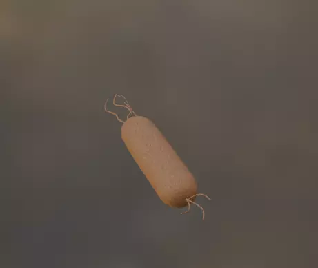 Bacteria Pseudomonas Aeruginosa Free 3D model