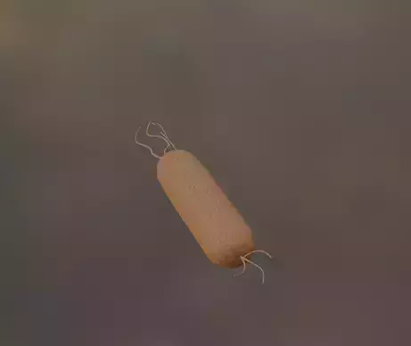 Bacteria Pseudomonas Aeruginosa 