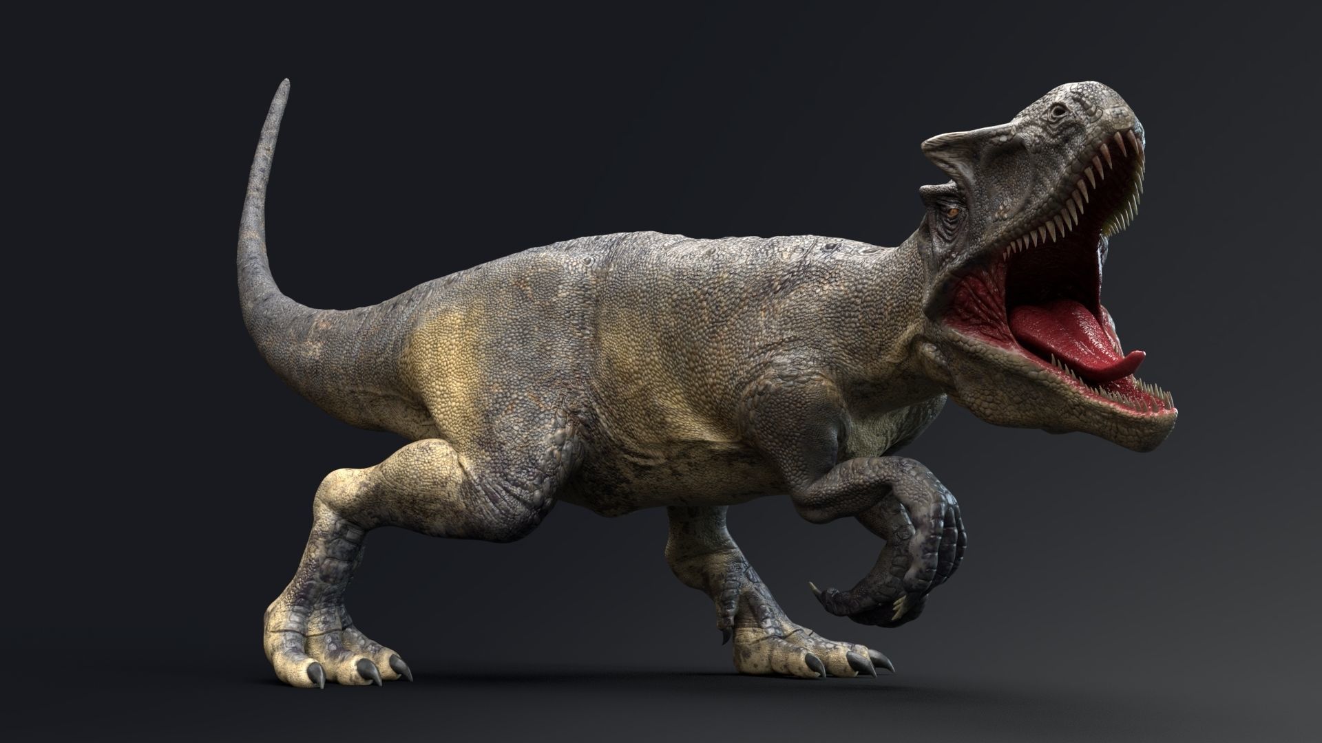 Dinosaur Allosaurus Real Dinosaur 74 Animations Low-poly 3D model_22