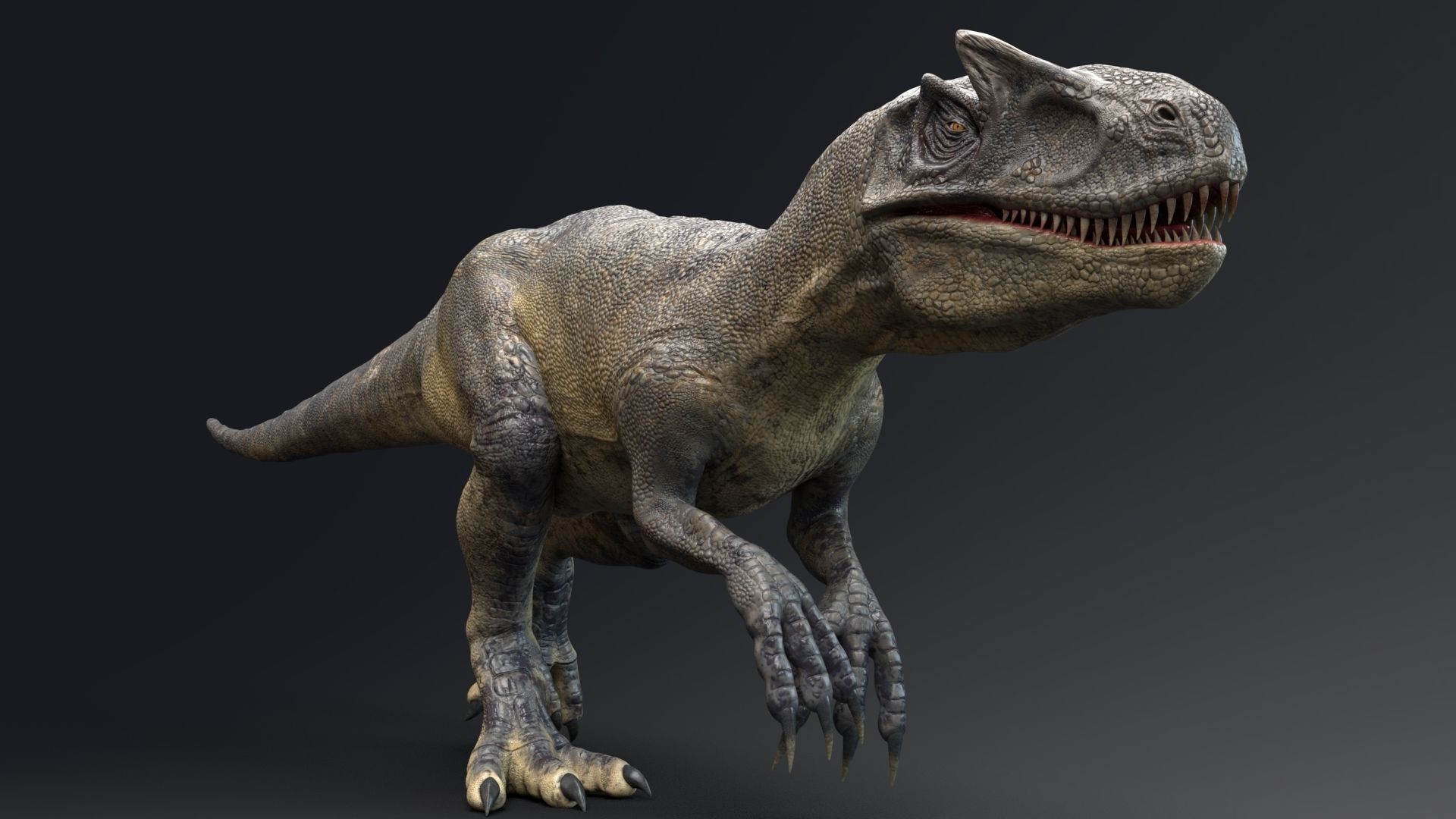 Dinosaur Allosaurus Real Dinosaur 74 Animations Low-poly 3D model_14