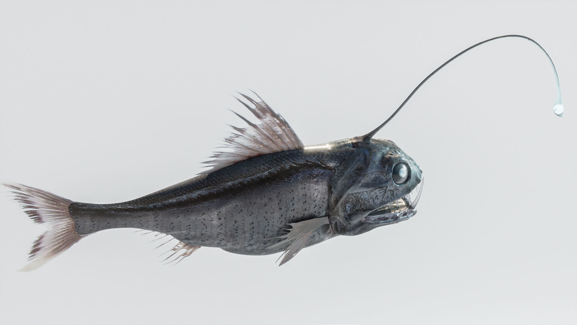 Angler Deep Sea Fish 3D model_8