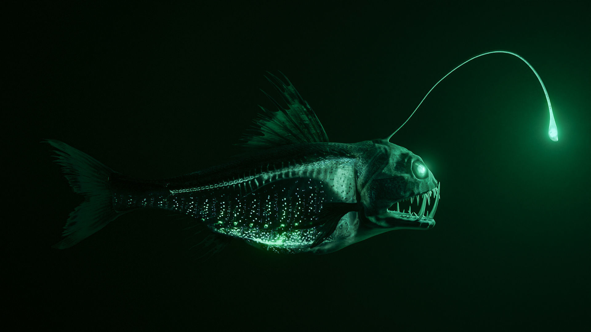 Angler Deep Sea Fish 3D model_4