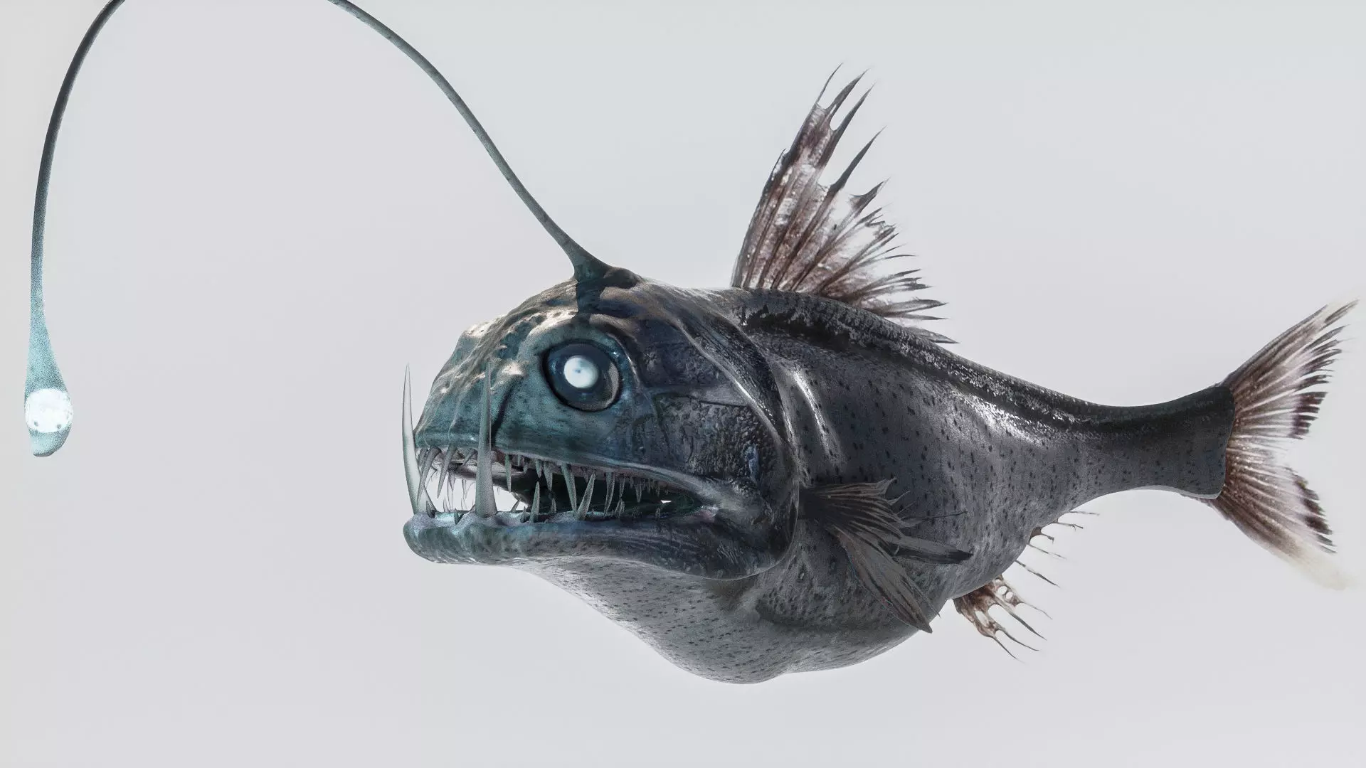 Angler Deep Sea Fish 3D model_0