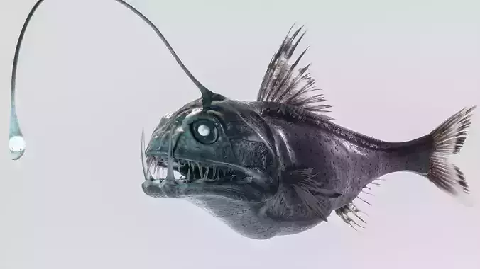 Angler Deep Sea Fish 3D model