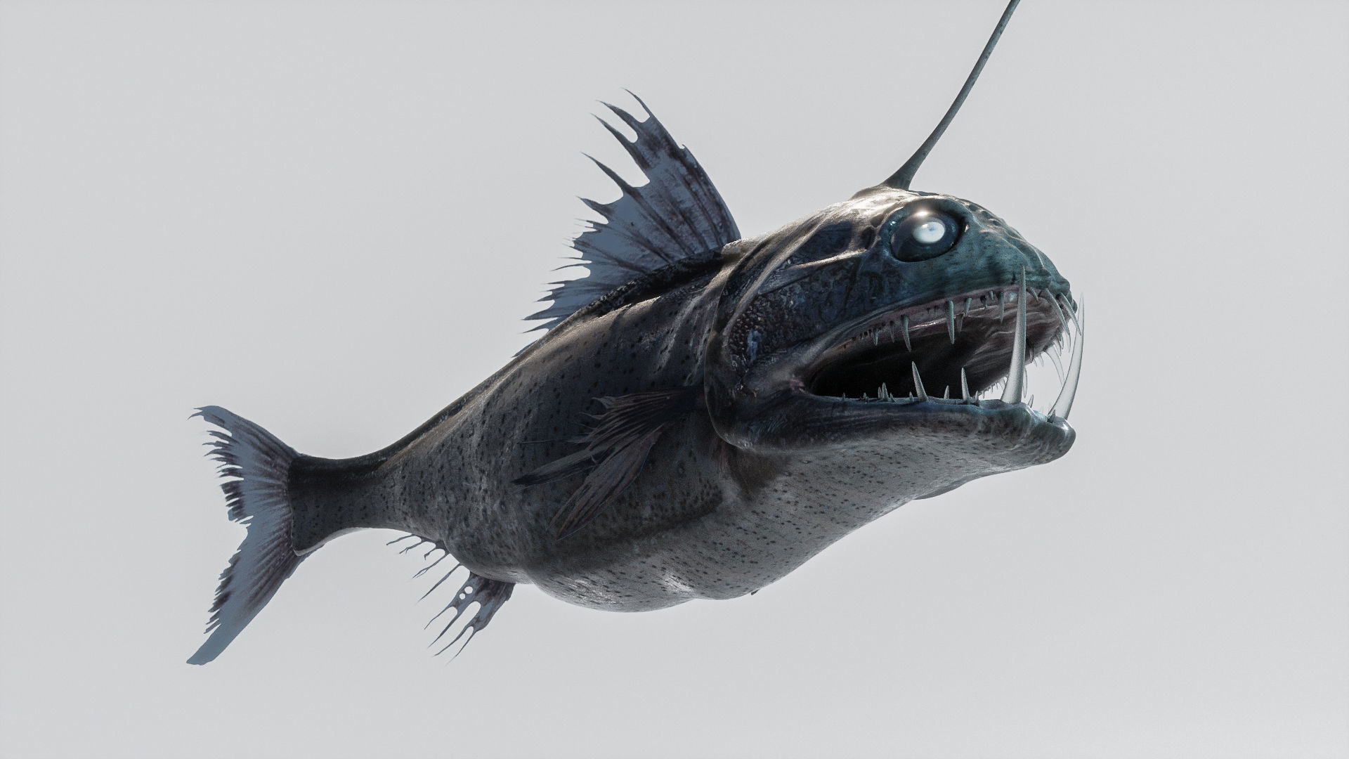 Angler Deep Sea Fish 3D model_9