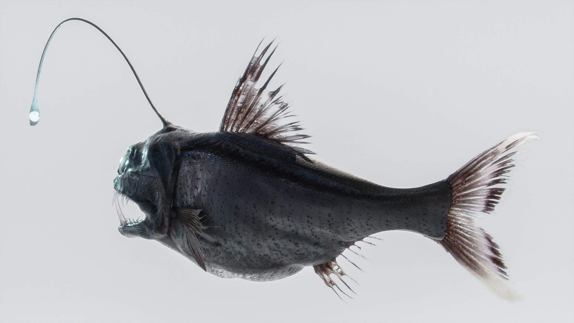 Angler Deep Sea Fish 3D model_7