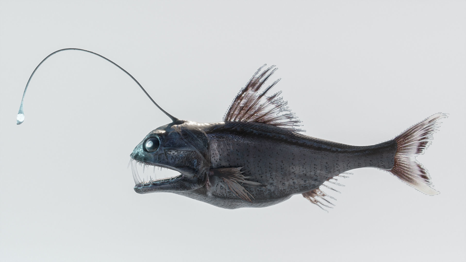 Angler Deep Sea Fish 3D model_6