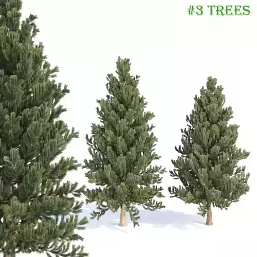 coniferous pine collection vol 2