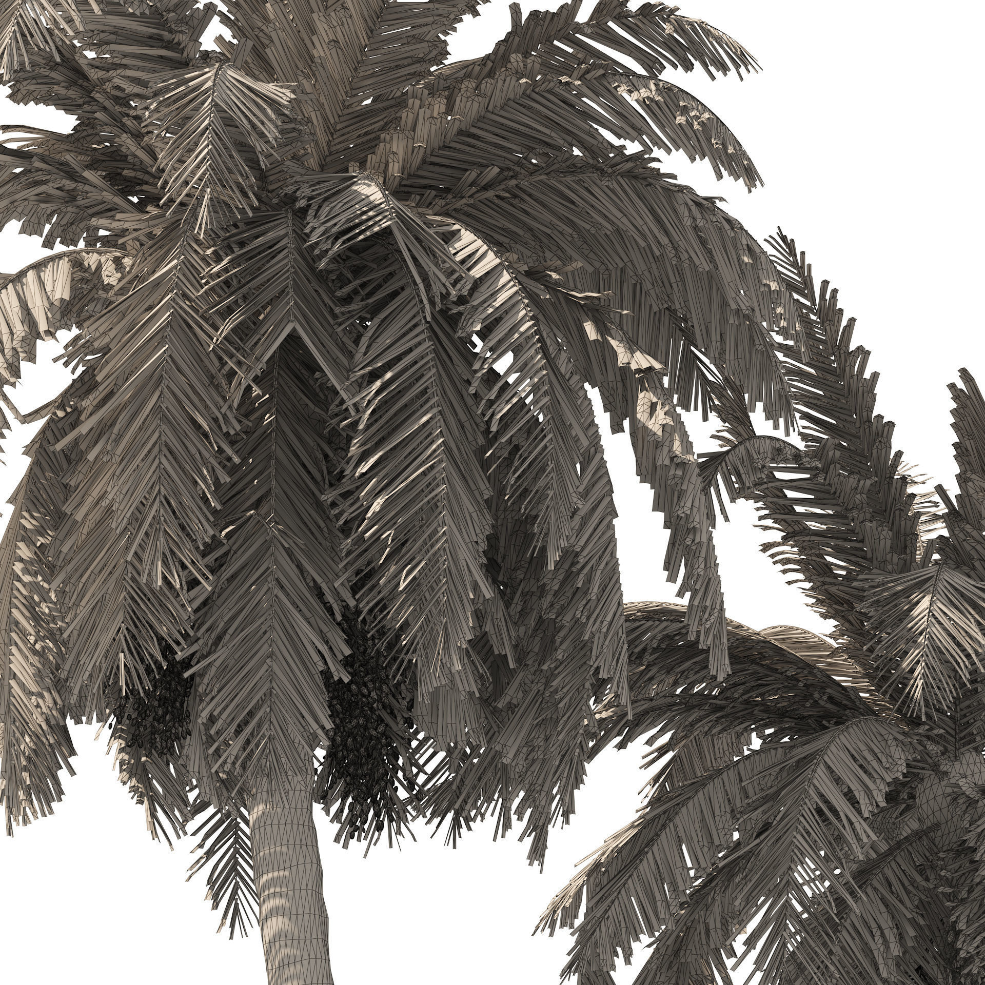 6 Date palm Trees Low-poly 3D model_8