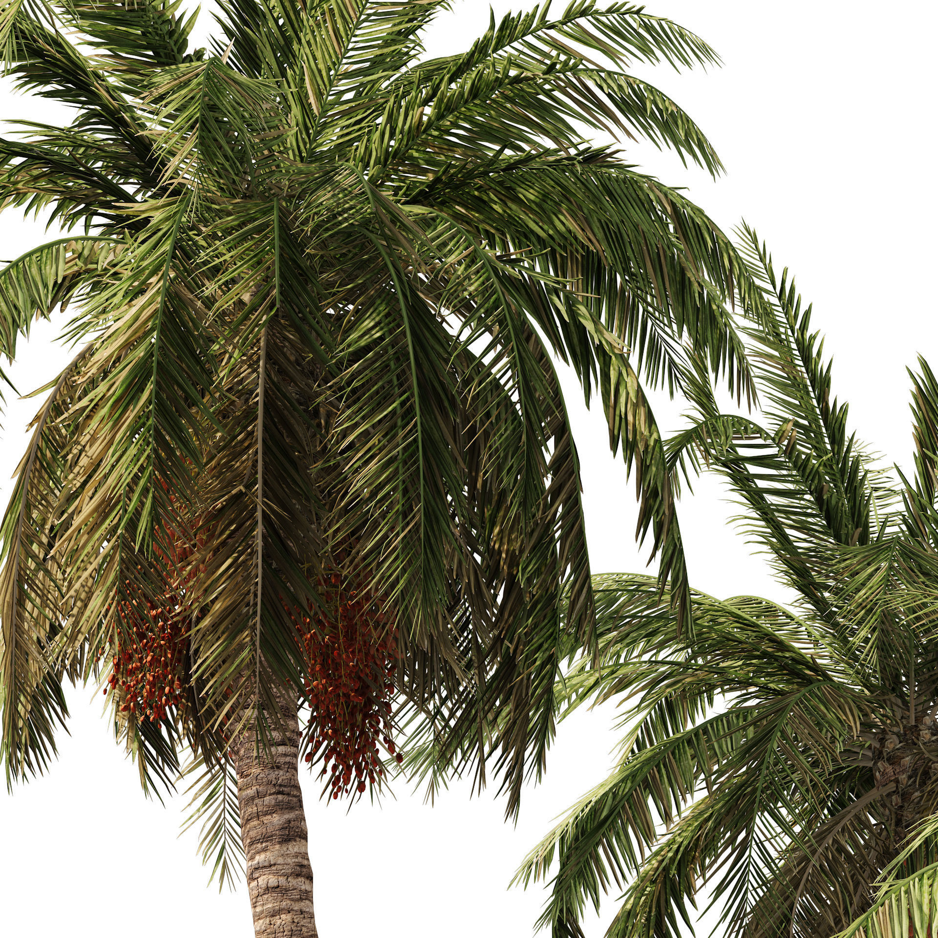 6 Date palm Trees Low-poly 3D model_2