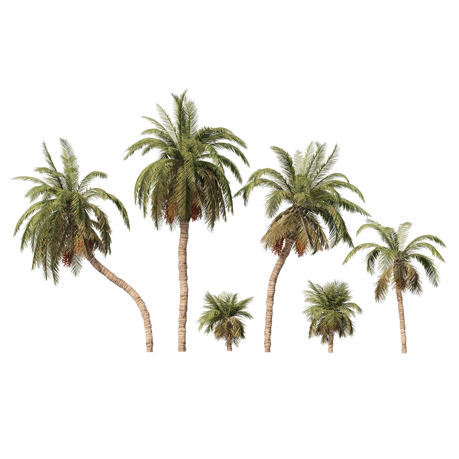 6 Date palm Trees Low-poly 3D model_5