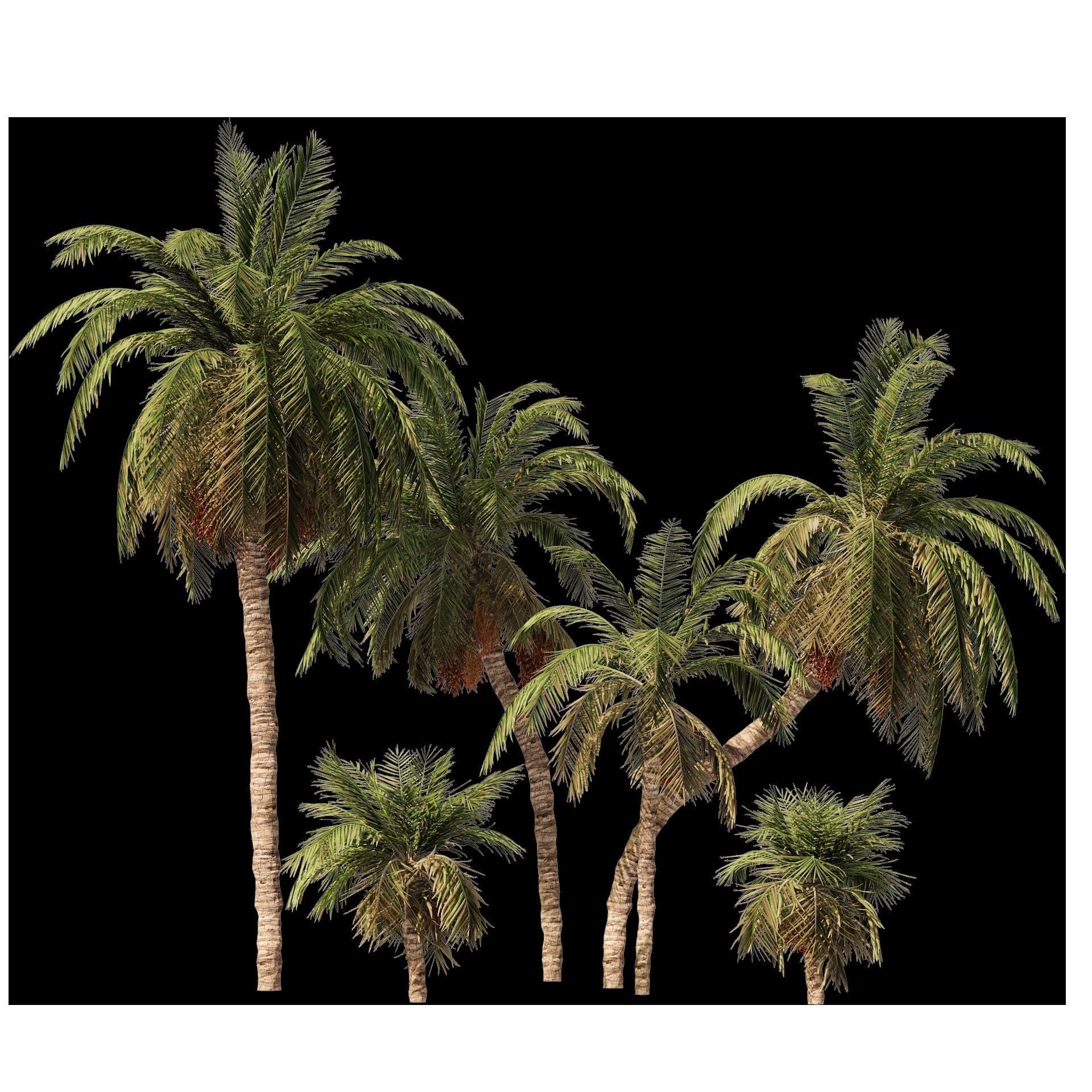 6 Date palm Trees Low-poly 3D model_10