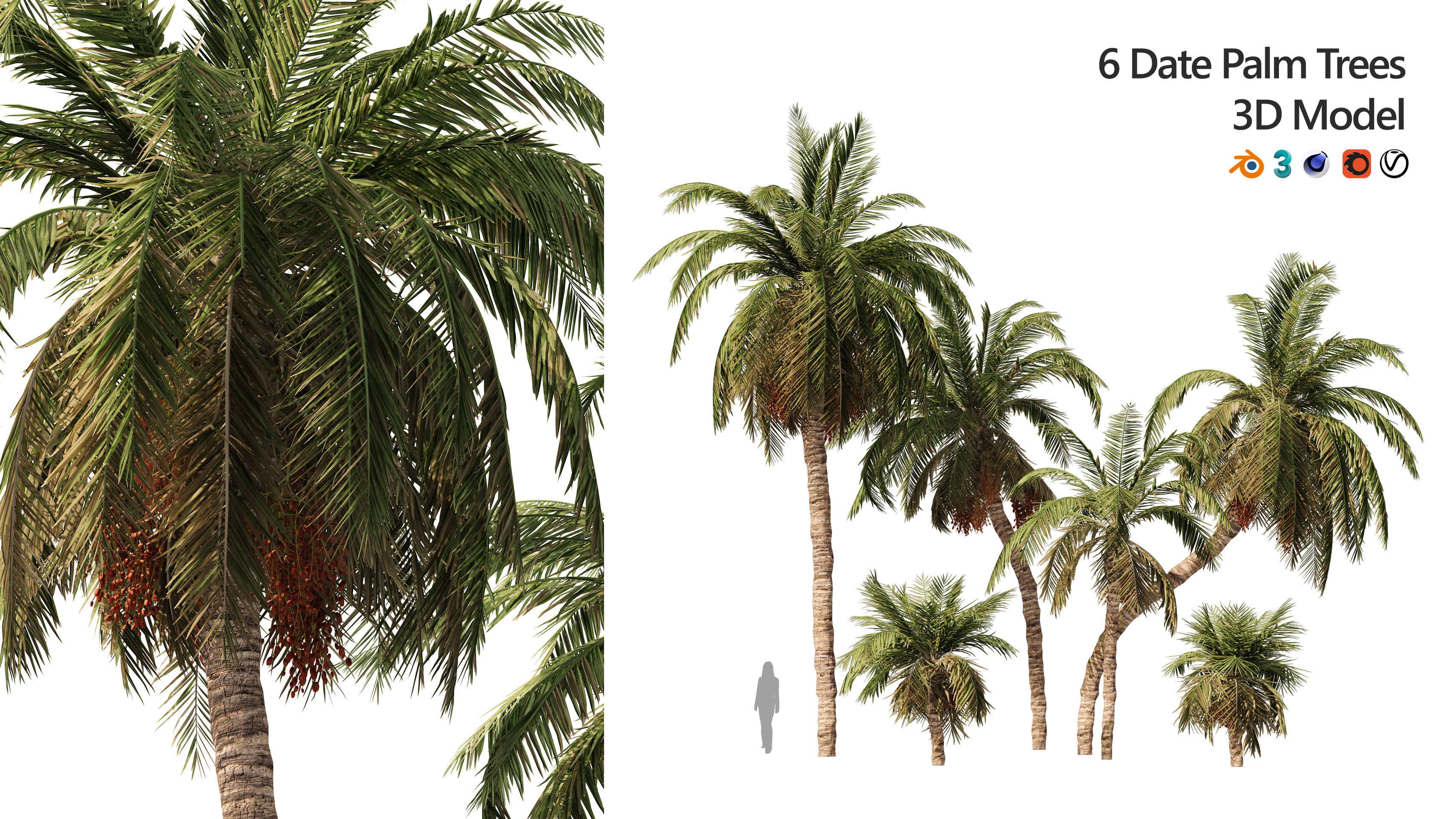6 Date palm Trees Low-poly 3D model_0