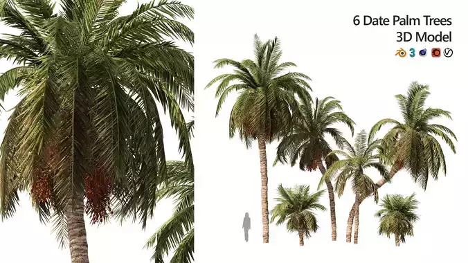 6 Date palm Trees Low-poly 3D model