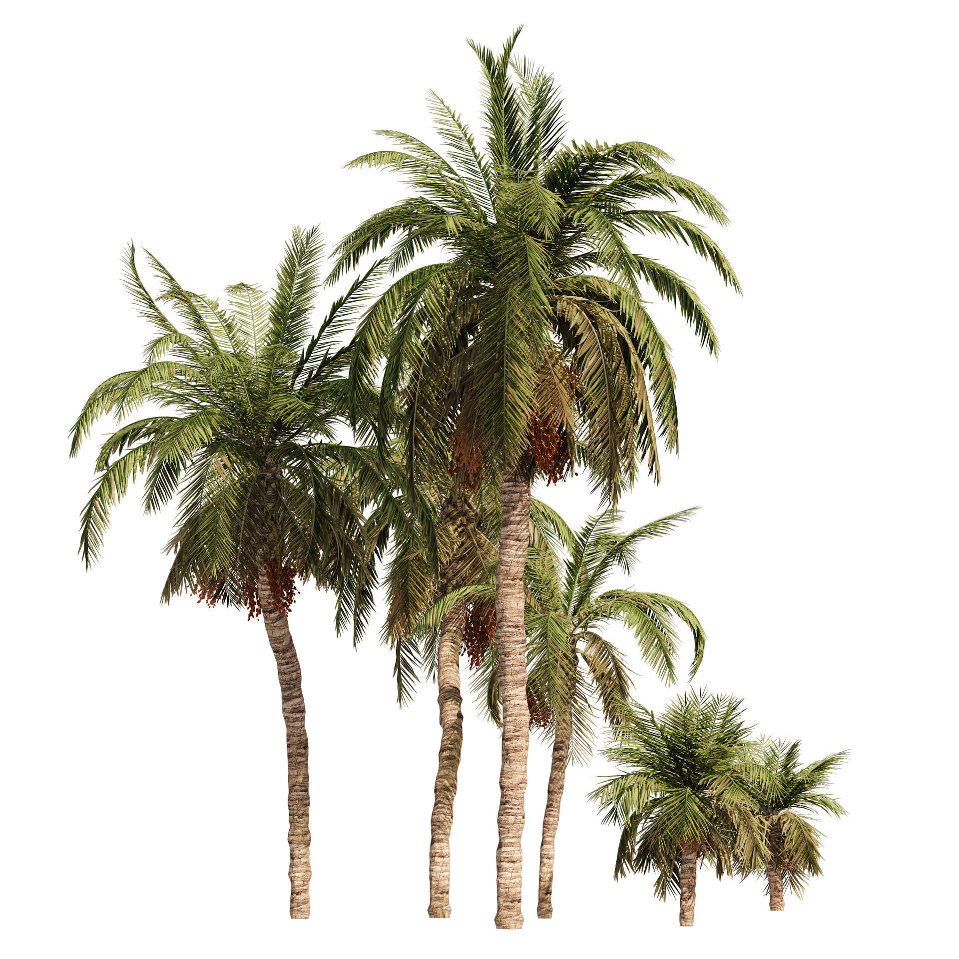 6 Date palm Trees Low-poly 3D model_3
