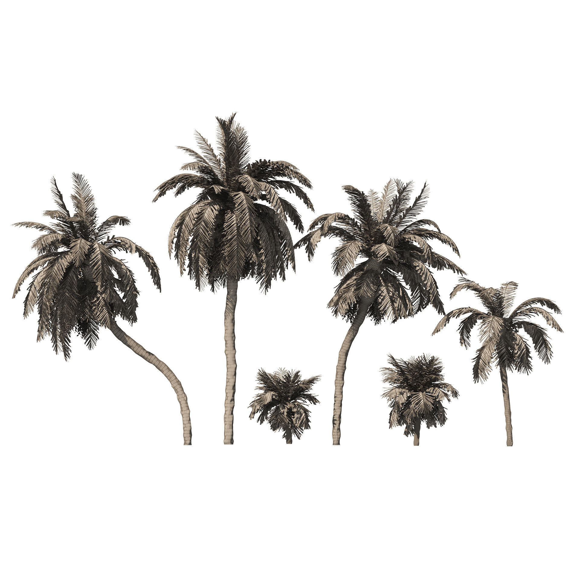 6 Date palm Trees Low-poly 3D model_7