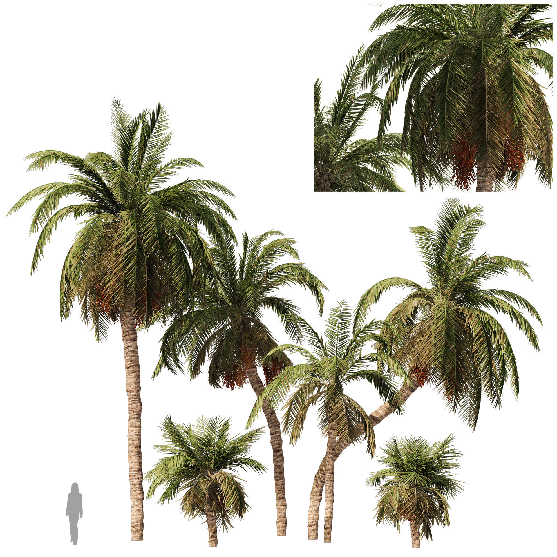 6 Date palm Trees Low-poly 3D model_1