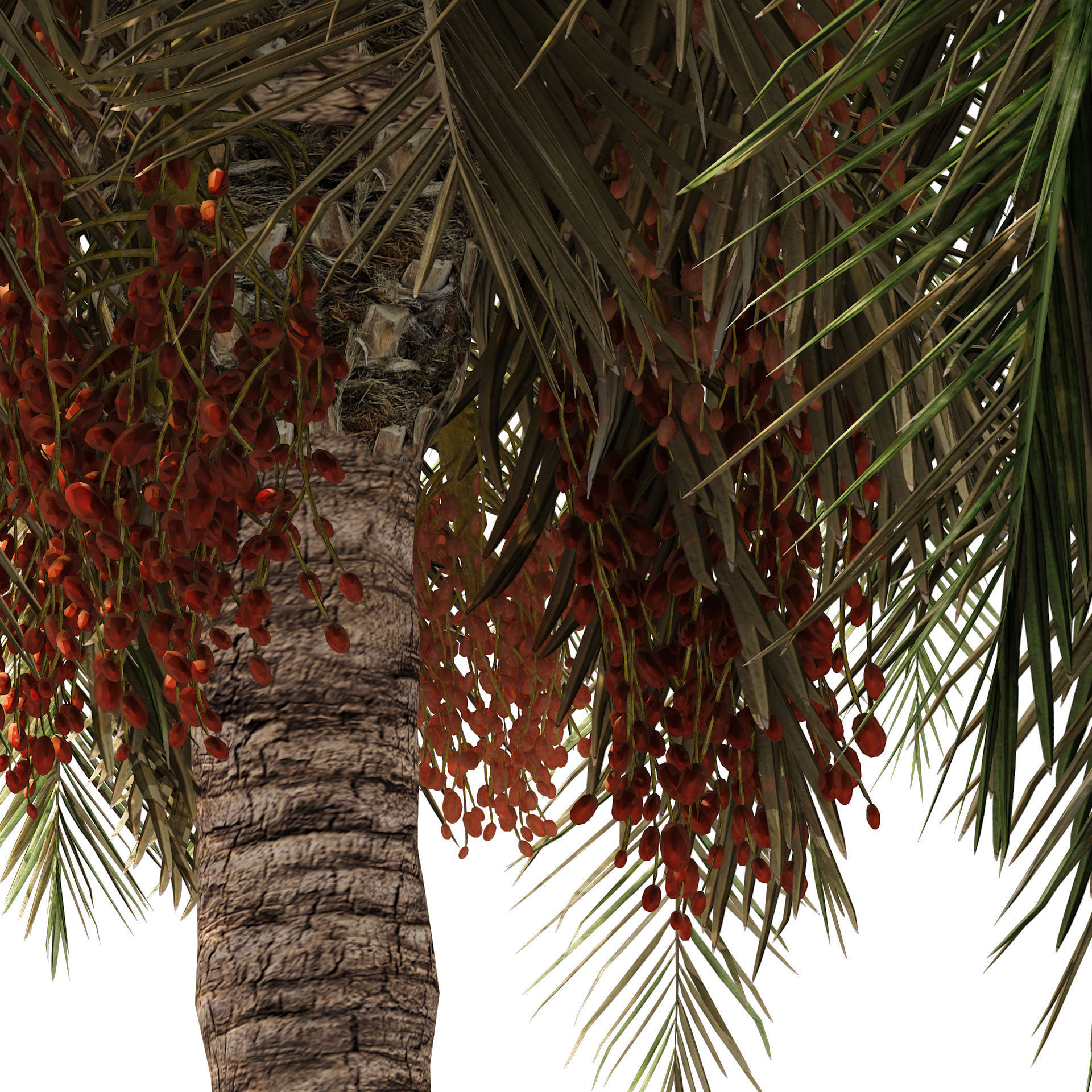 6 Date palm Trees Low-poly 3D model_4