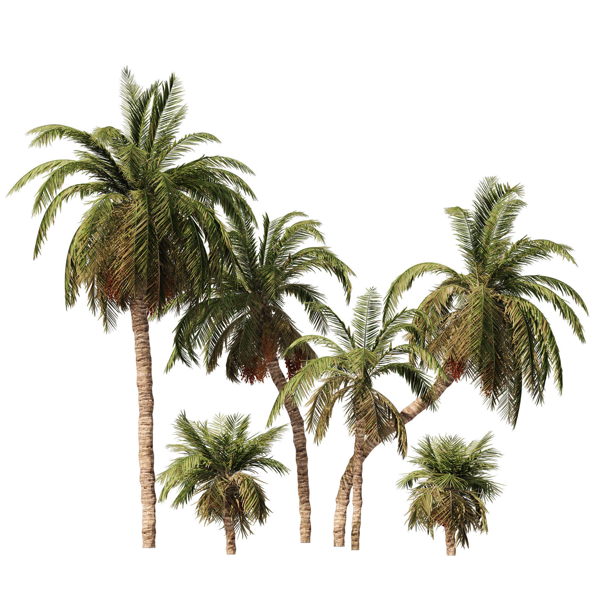 6 Date palm Trees Low-poly 3D model_6