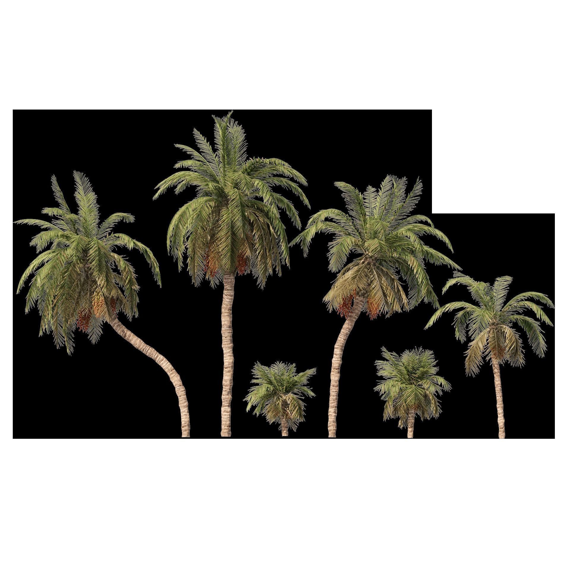 6 Date palm Trees Low-poly 3D model_9