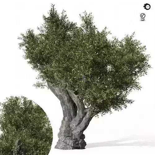 olive Tree 440 3D model