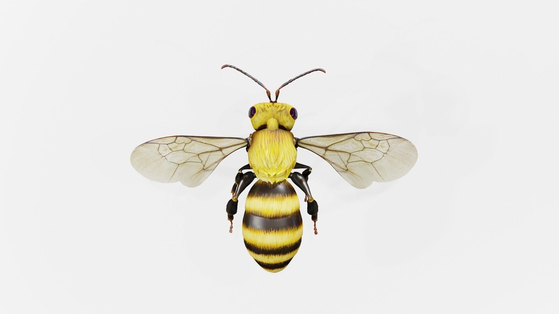 Detailed Animated Buzzing Honey Bee 3D model_6