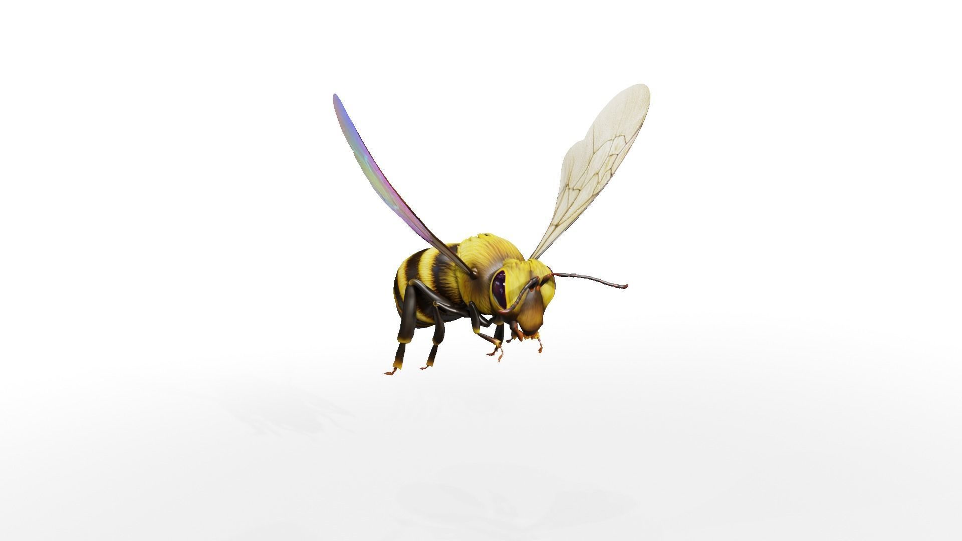 Detailed Animated Buzzing Honey Bee 3D model_18