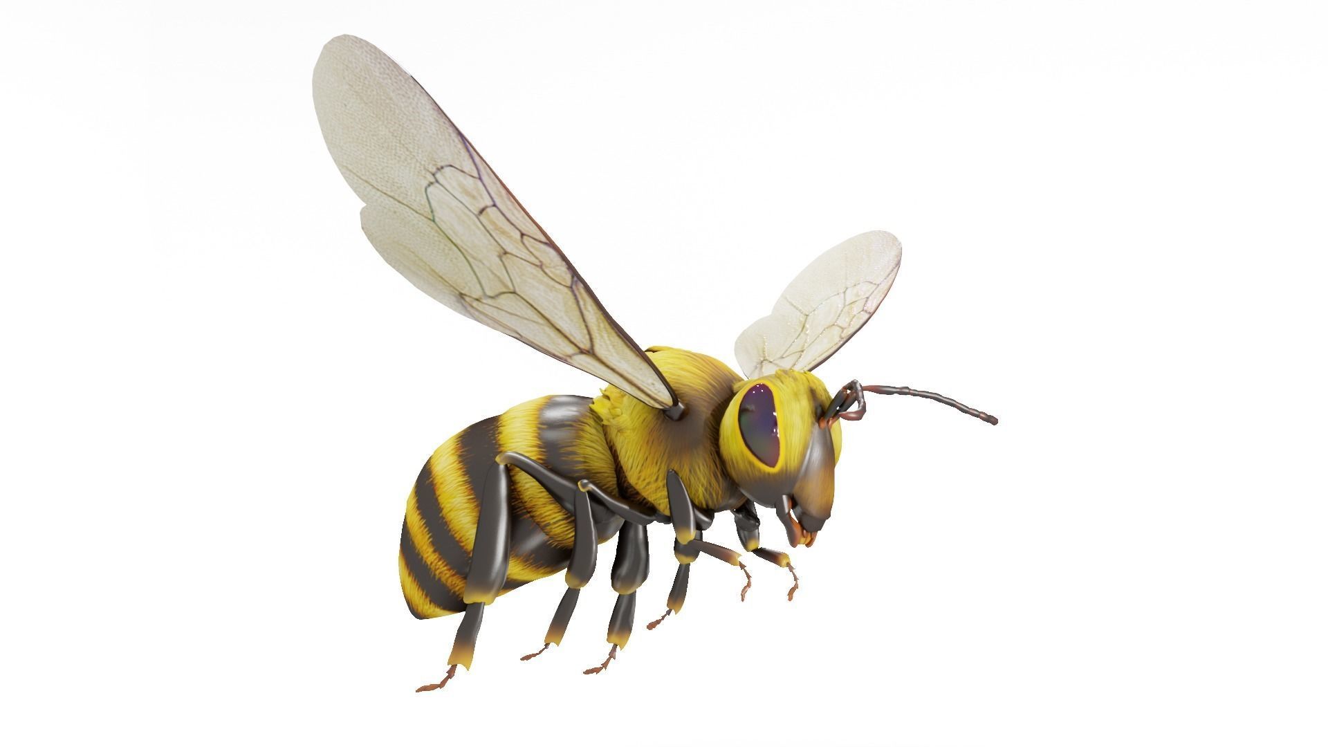 Detailed Animated Buzzing Honey Bee 3D model_20