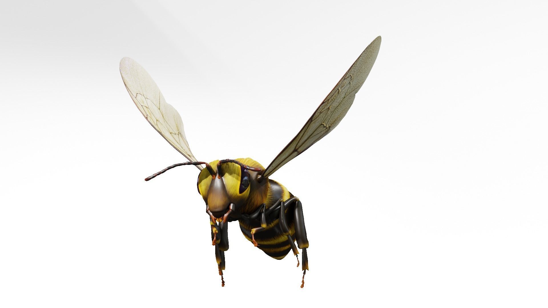Detailed Animated Buzzing Honey Bee 3D model_7