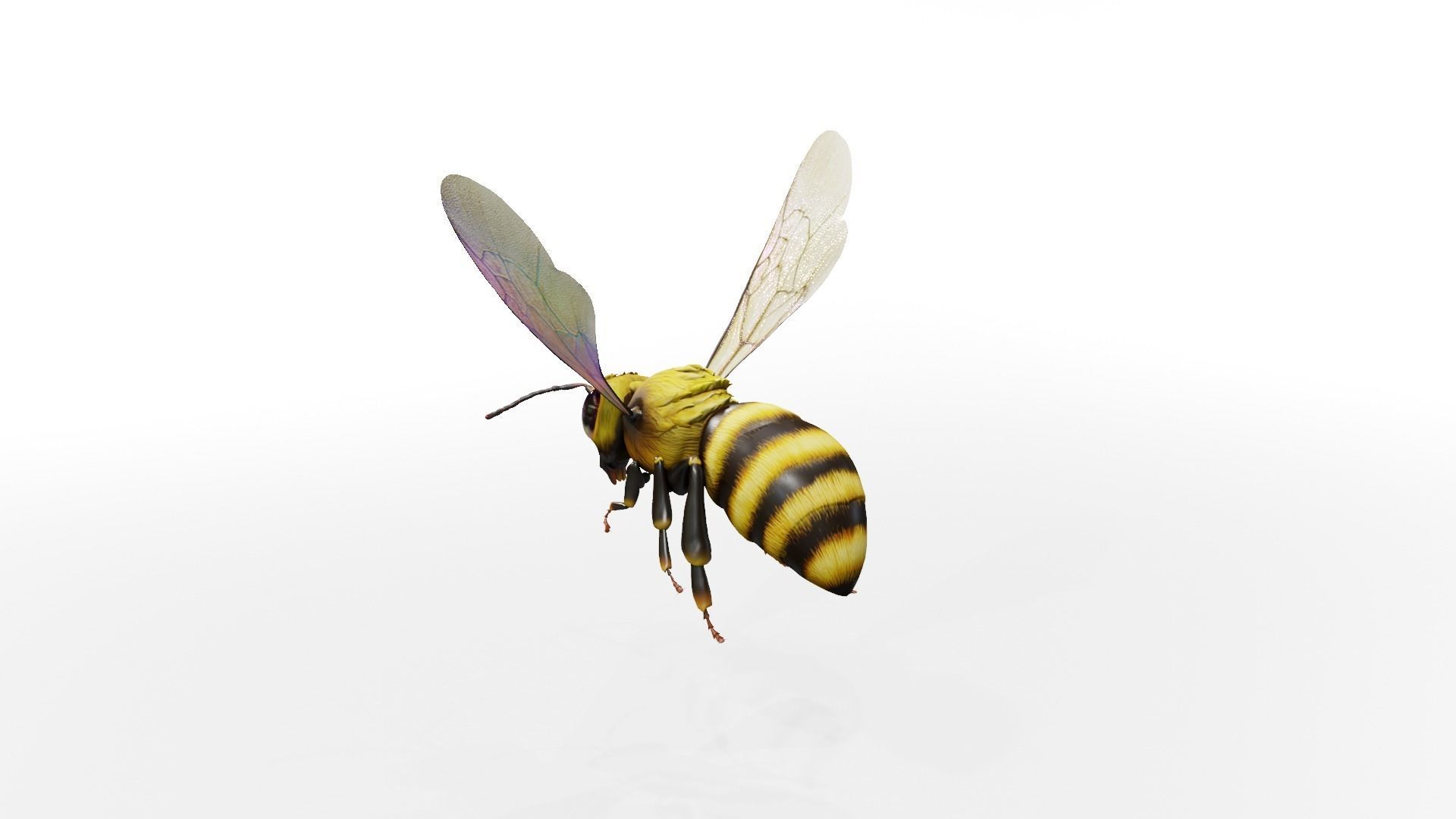Detailed Animated Buzzing Honey Bee 3D model_11