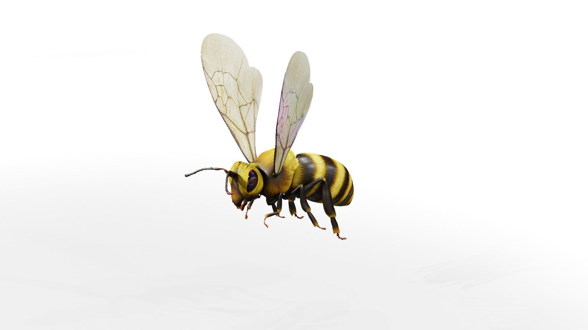 Detailed Animated Buzzing Honey Bee 3D model_21