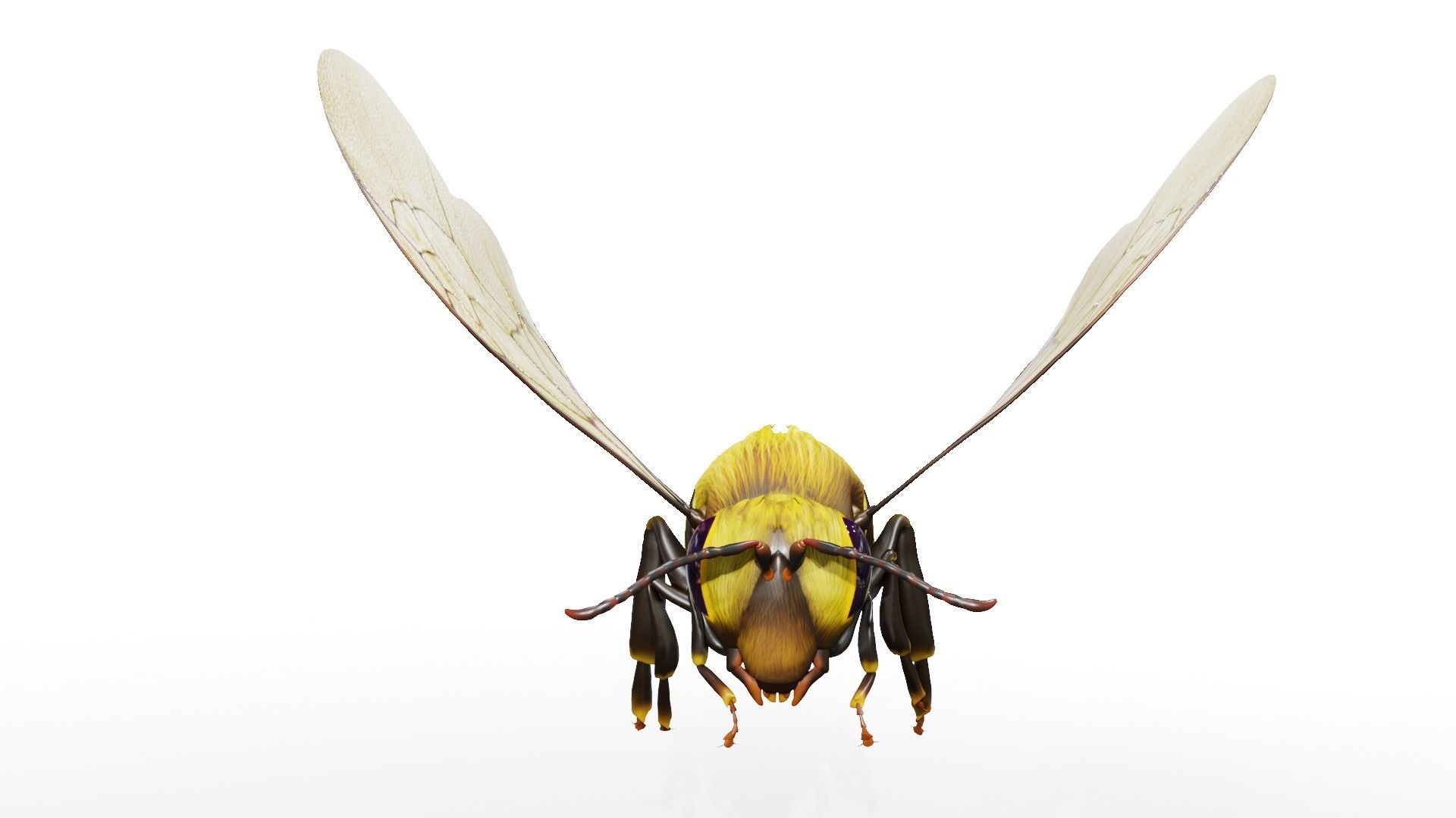 Detailed Animated Buzzing Honey Bee 3D model_4