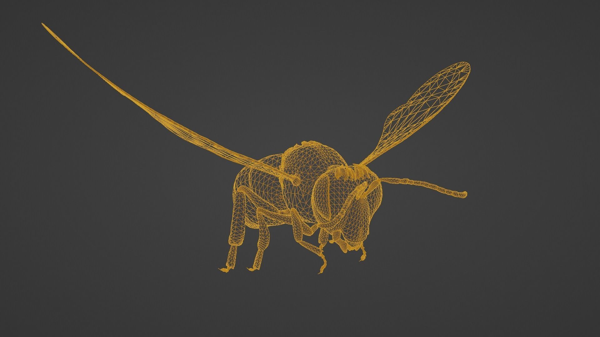 Detailed Animated Buzzing Honey Bee 3D model_17