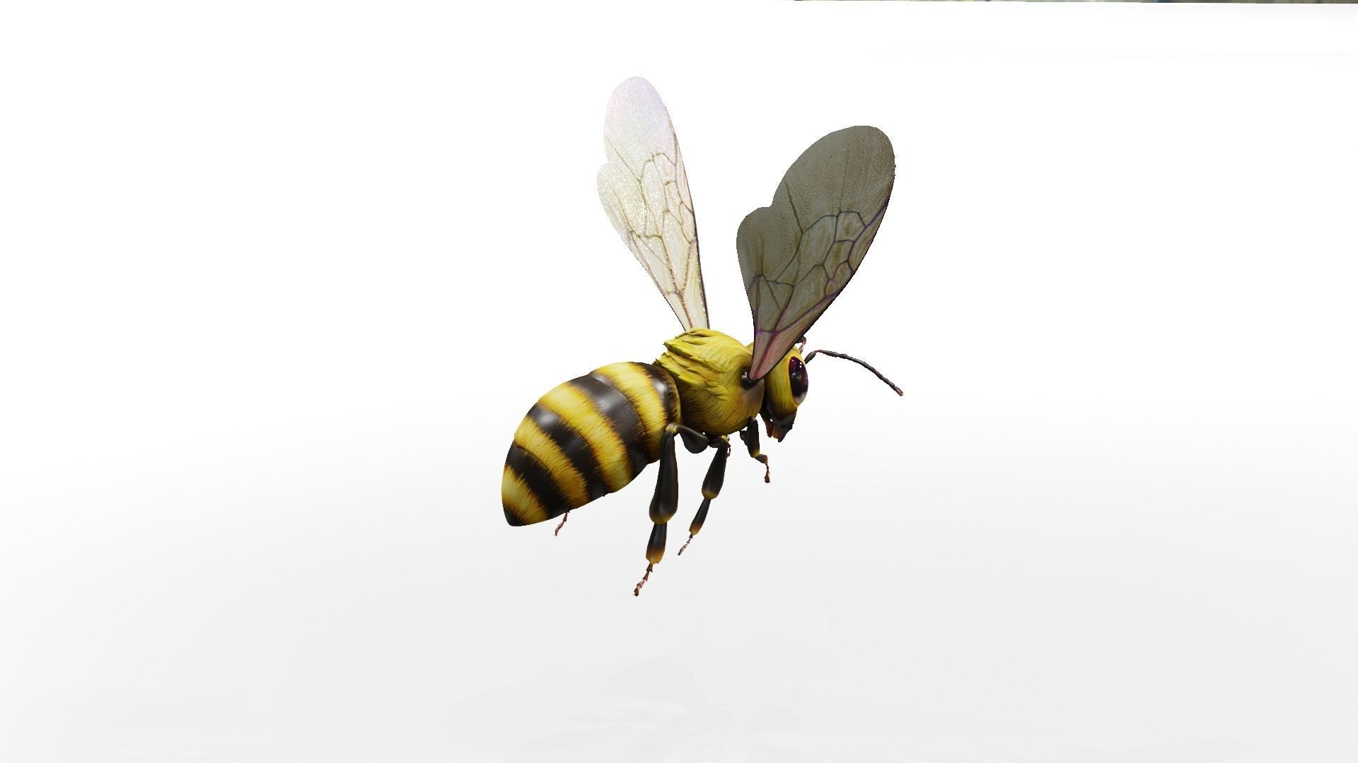 Detailed Animated Buzzing Honey Bee 3D model_14