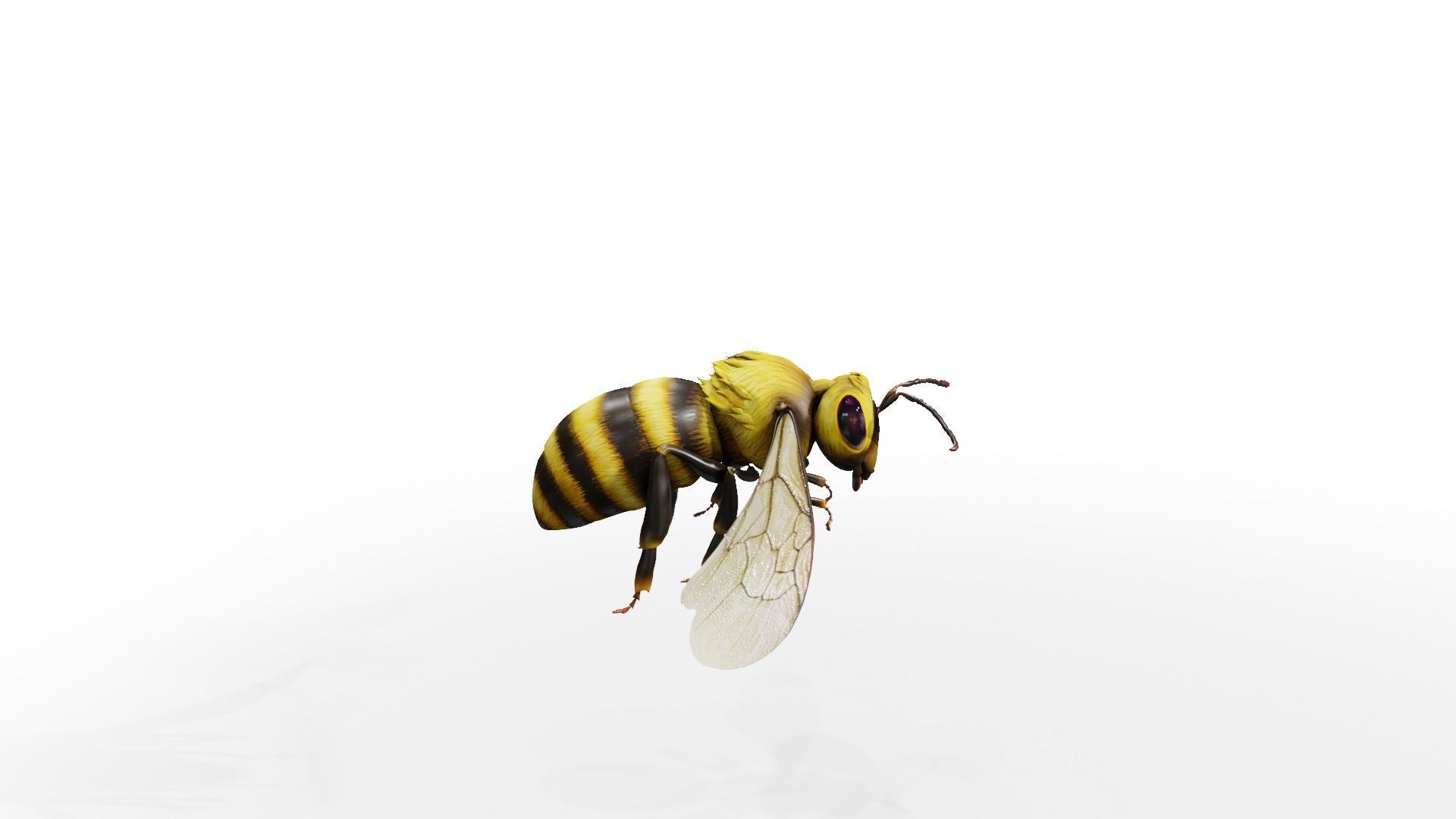 Detailed Animated Buzzing Honey Bee 3D model_16