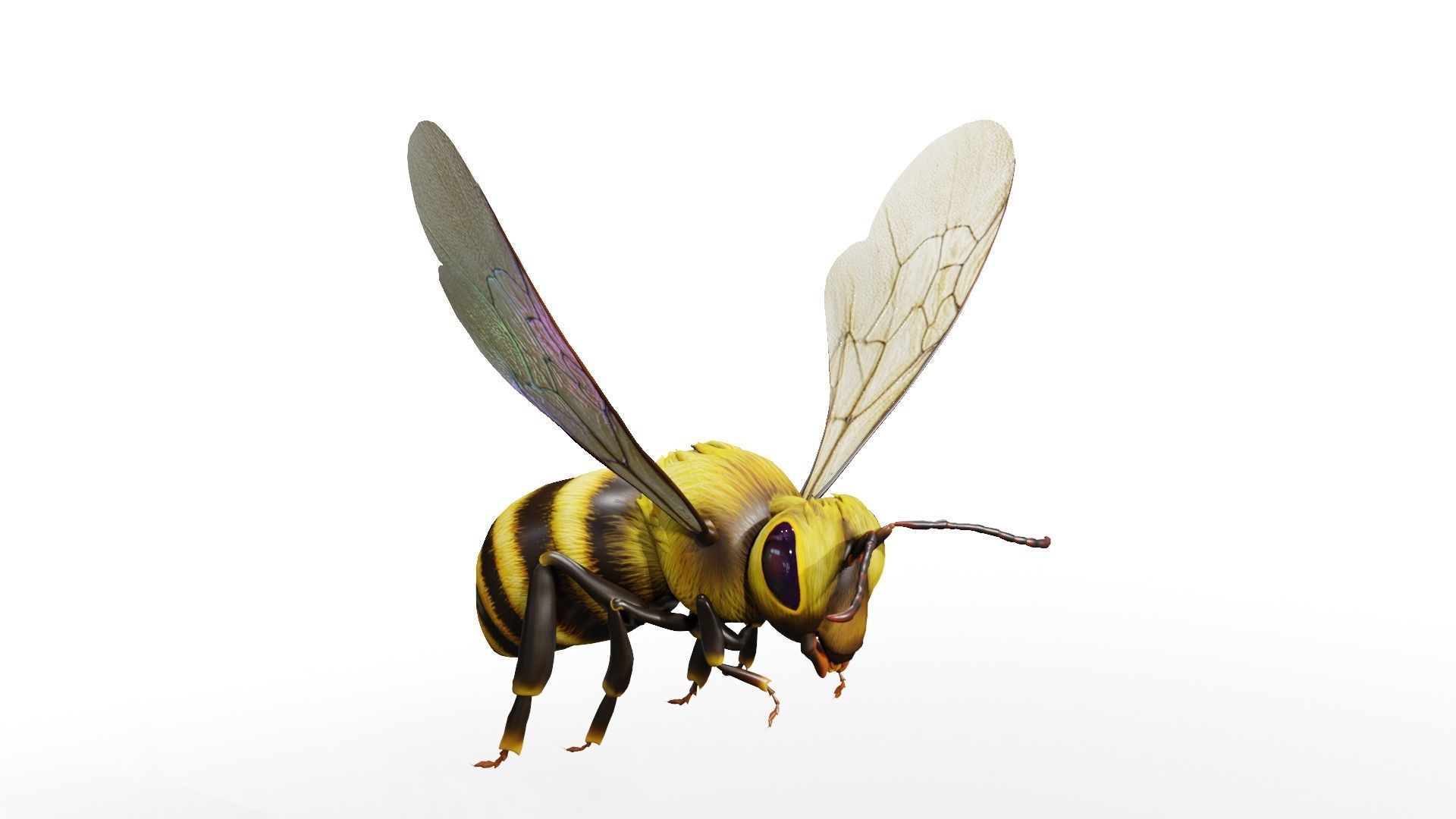 Detailed Animated Buzzing Honey Bee 3D model_3