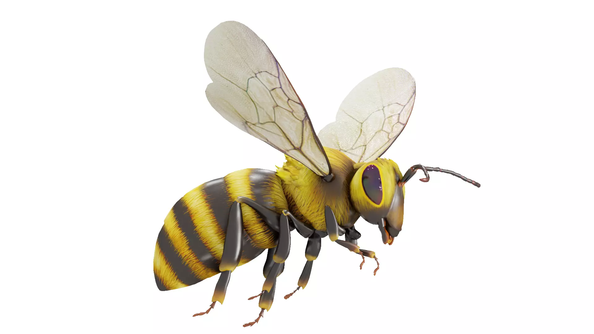 Detailed Animated Buzzing Honey Bee 3D model_0