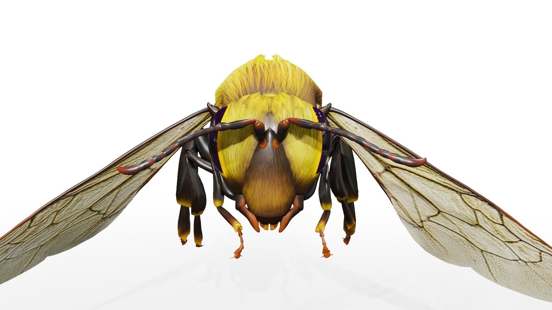 Detailed Animated Buzzing Honey Bee 3D model_5