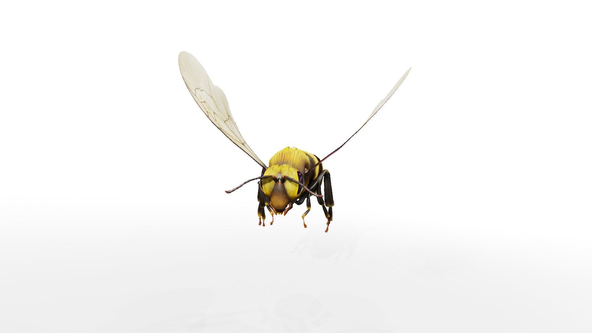 Detailed Animated Buzzing Honey Bee 3D model_9