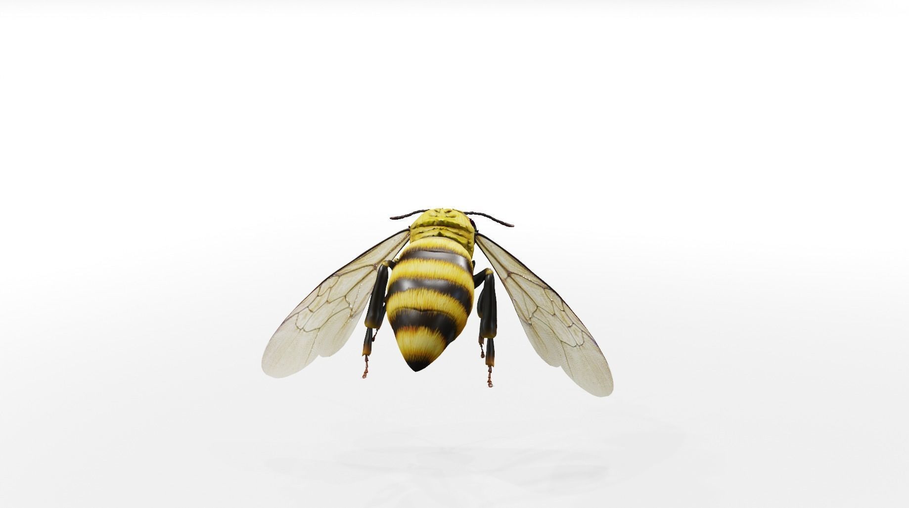 Detailed Animated Buzzing Honey Bee 3D model_13