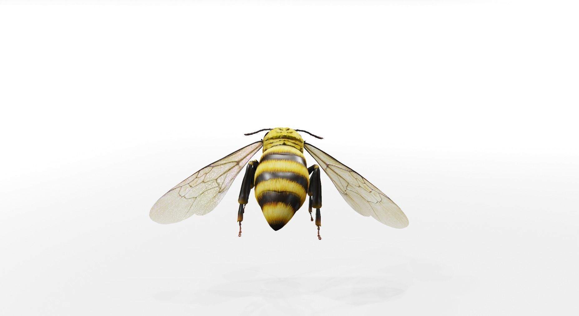 Detailed Animated Buzzing Honey Bee 3D model_12