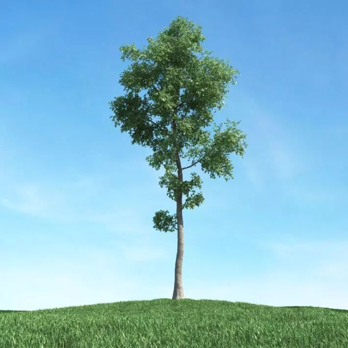 Green Tall Tree 3D model_0