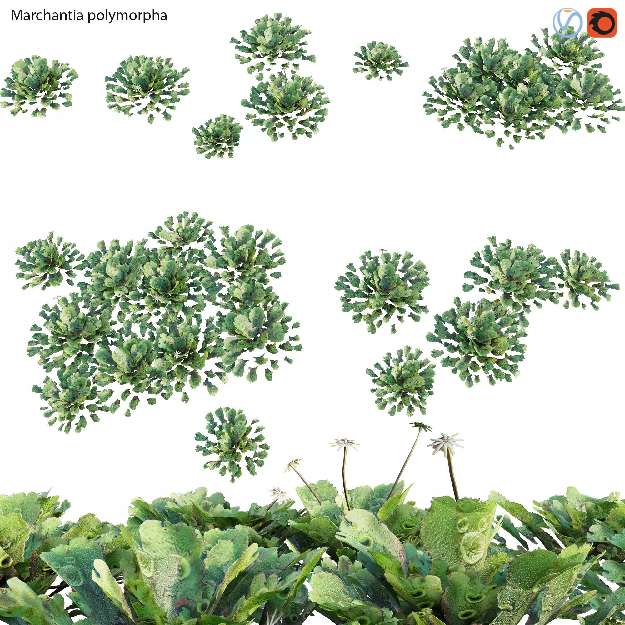Marchantia polymorpha 3D model_0