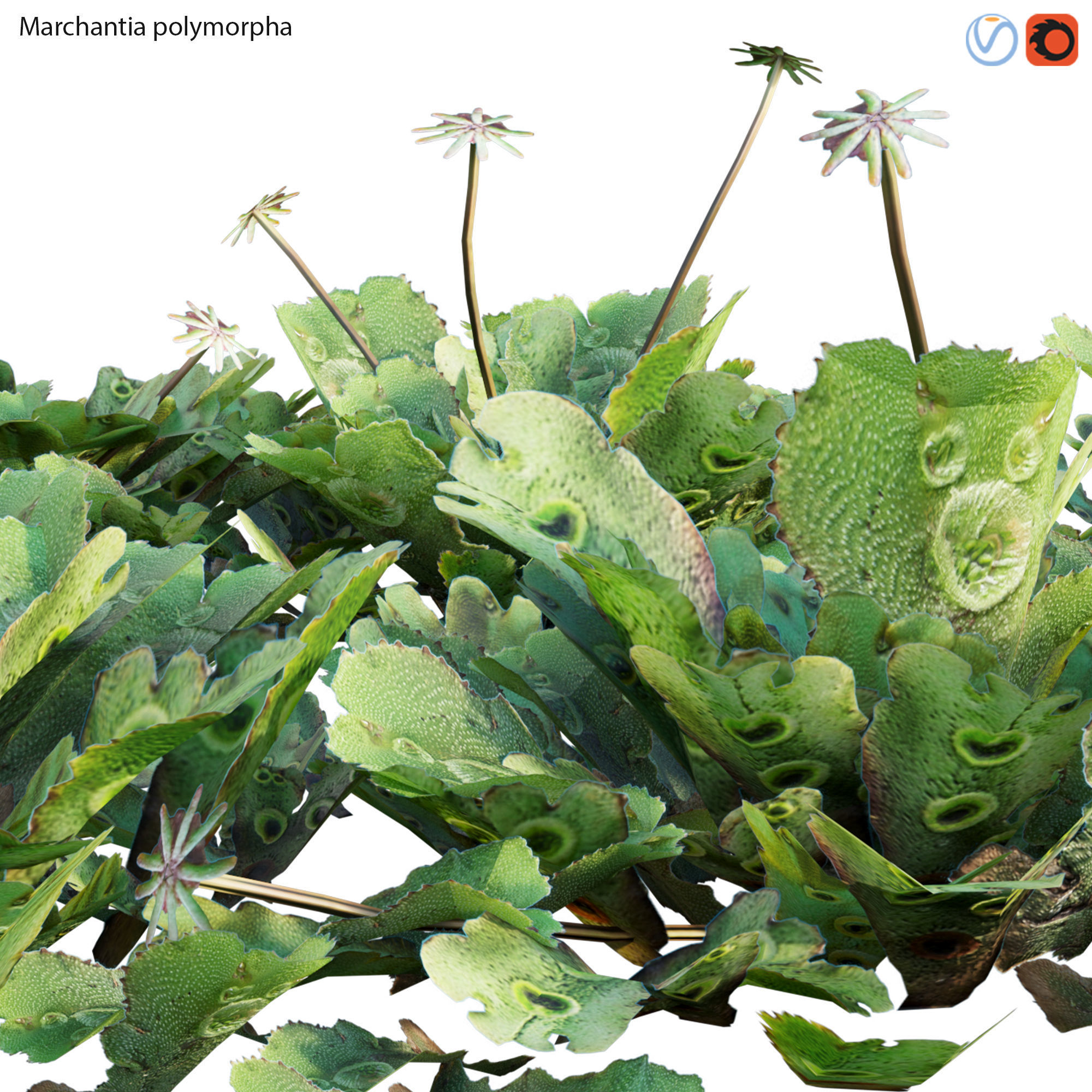 Marchantia polymorpha 3D model_1