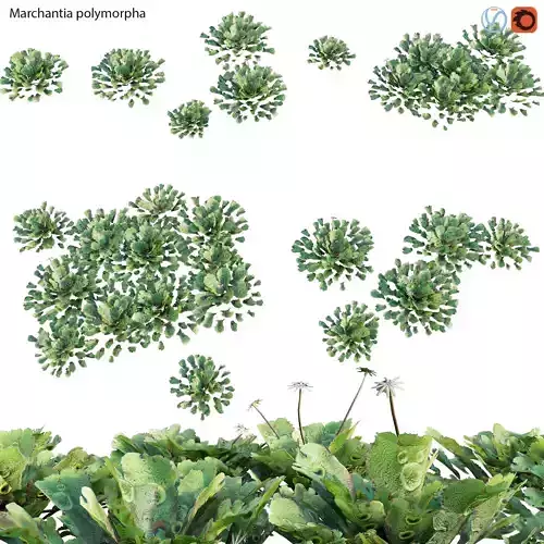Marchantia polymorpha GrowFX